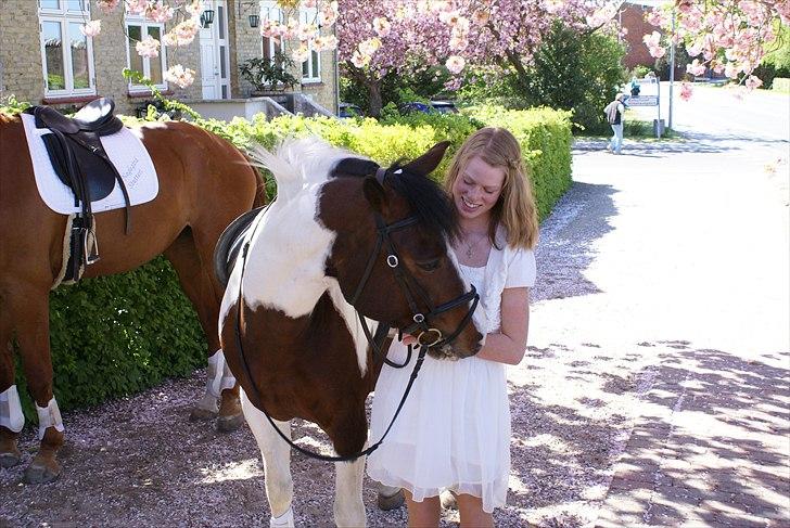 Pinto Kiara - Den aller skønneste pony til min konfirmation <3 billede 8