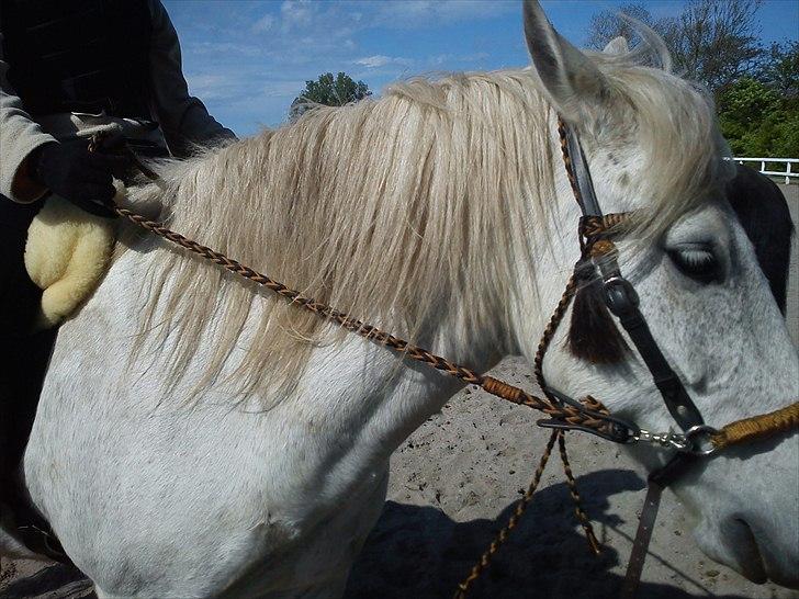 New Forest Nero  billede 1