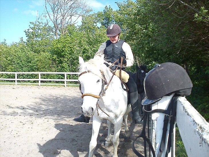 New Forest Nero  billede 2