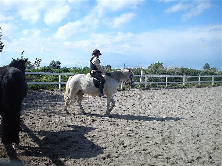 New Forest Nero  billede 3