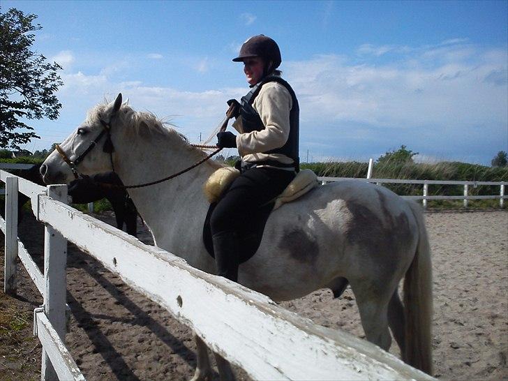 New Forest Nero  billede 4