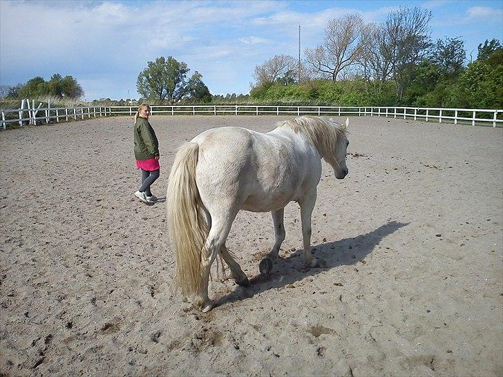 New Forest Nero  billede 5