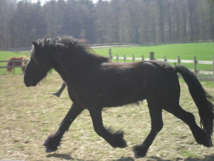 Fell pony Michaks Jaguar  - lækker :D billede 1