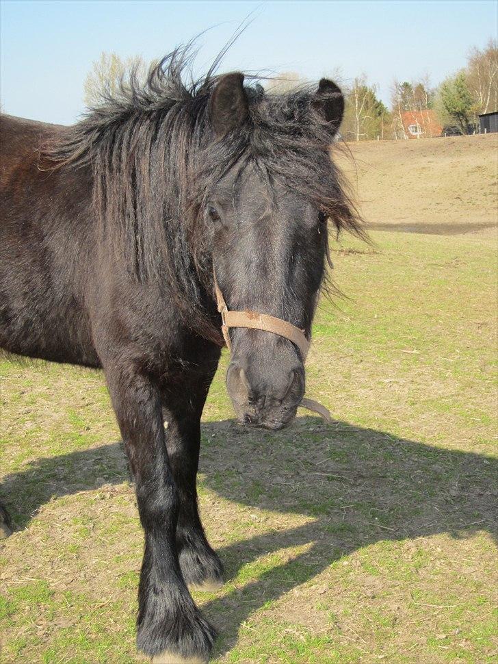 Fell pony Michaks Jaguar  billede 6