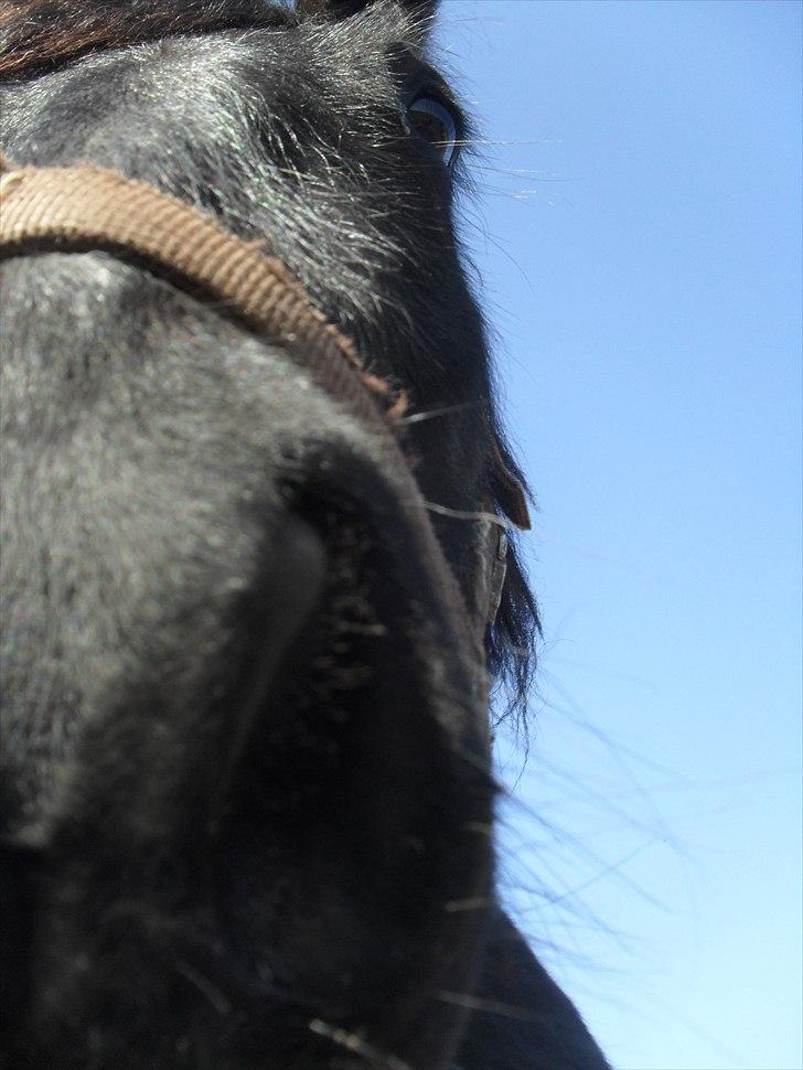 Fell pony Michaks Jaguar  billede 7