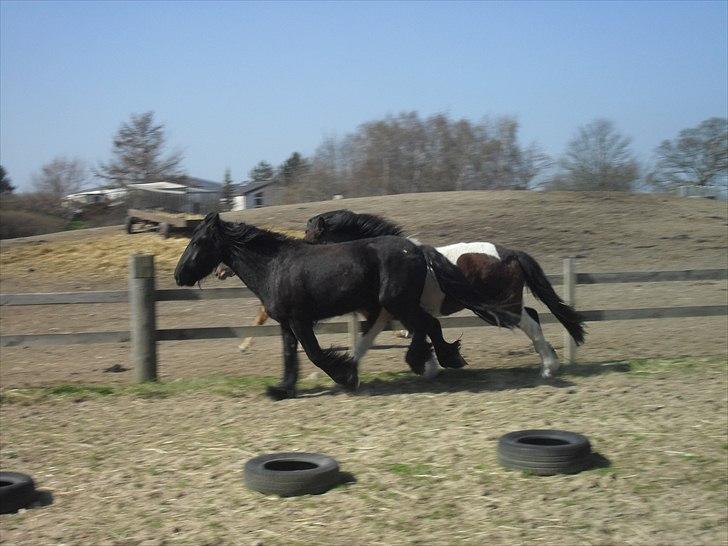 Fell pony Michaks Jaguar  - hygge på banen med Hilda :D billede 4