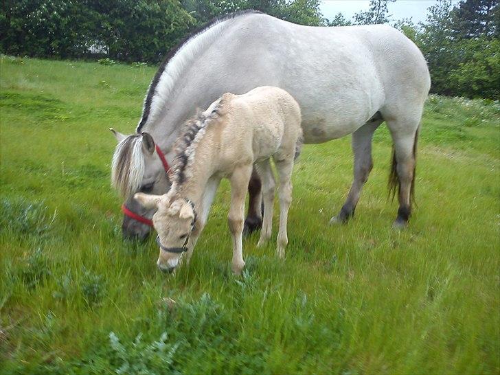 Fjordhest R.I.P sørups ischa - mums billede 3