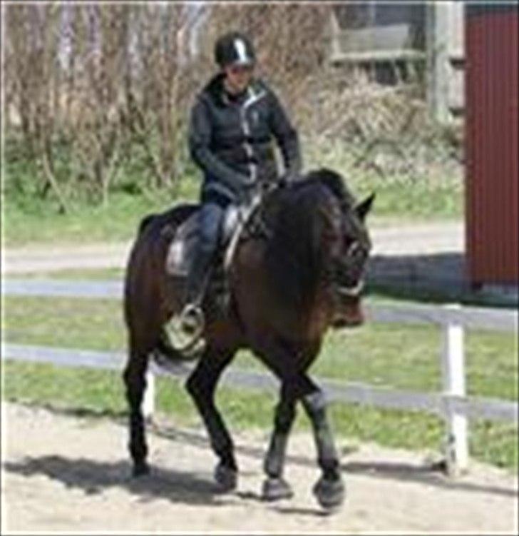 Dansk Varmblod Intakt billede 6