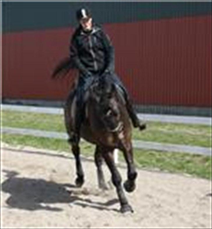 Dansk Varmblod Intakt billede 7