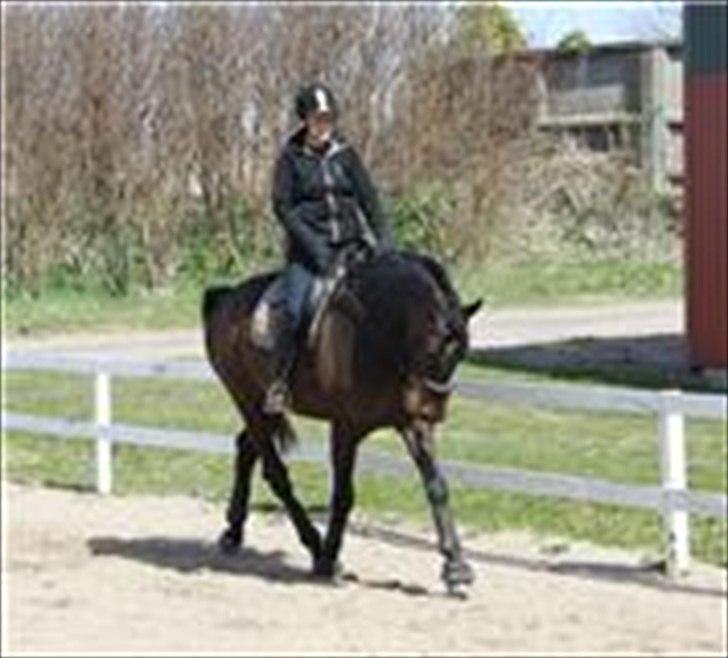 Dansk Varmblod Intakt billede 8