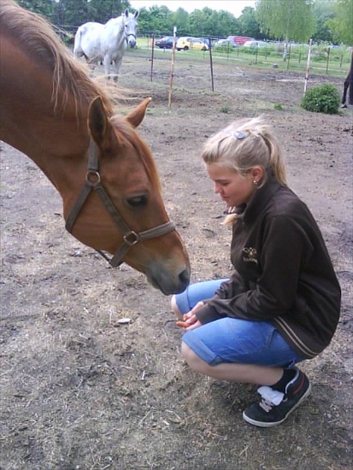 Arabisk fuldblod (OX) Jorik <3 - <3 billede 4