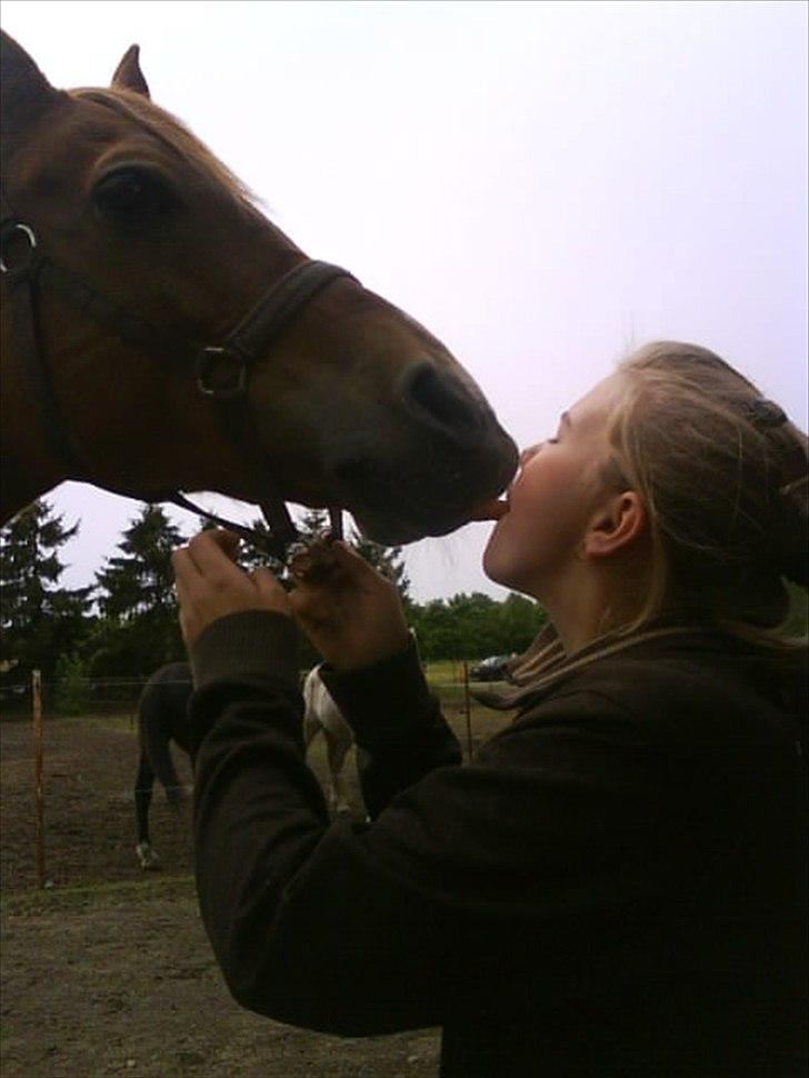 Arabisk fuldblod (OX) Jorik <3 - kys kys :*  billede 5