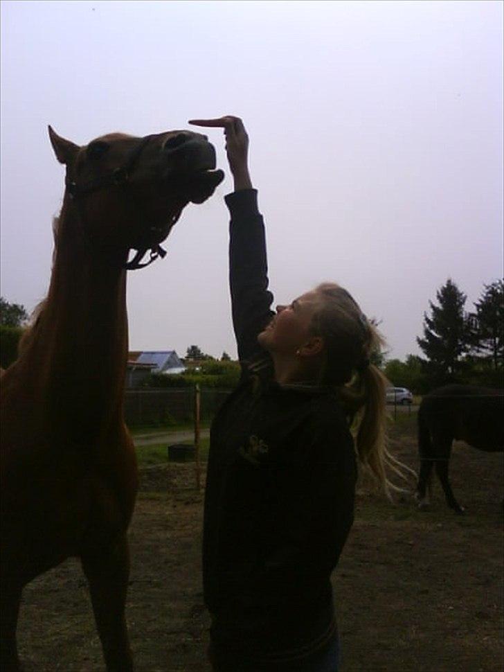 Arabisk fuldblod (OX) Jorik <3 - <3 billede 6