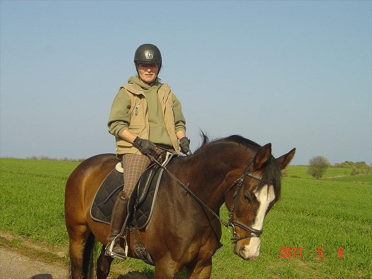 Dansk Varmblod Tybjergs Miss Go Go billede 7