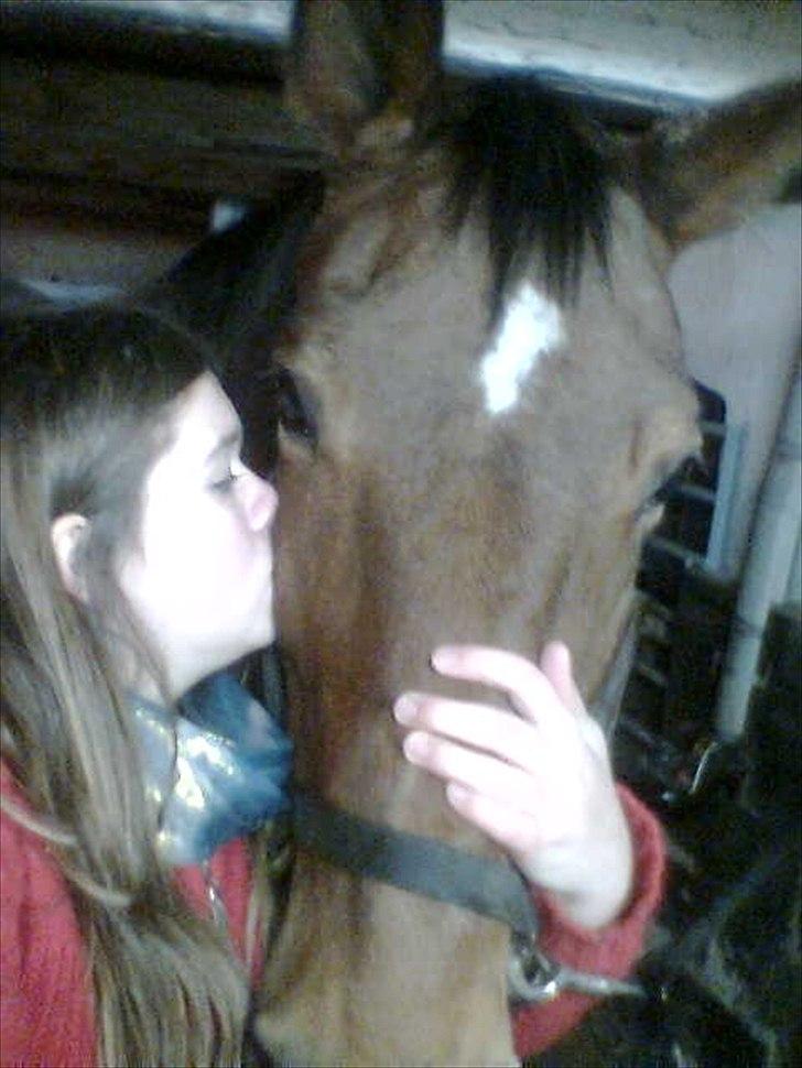 Dansk Varmblod Bellini billede 6