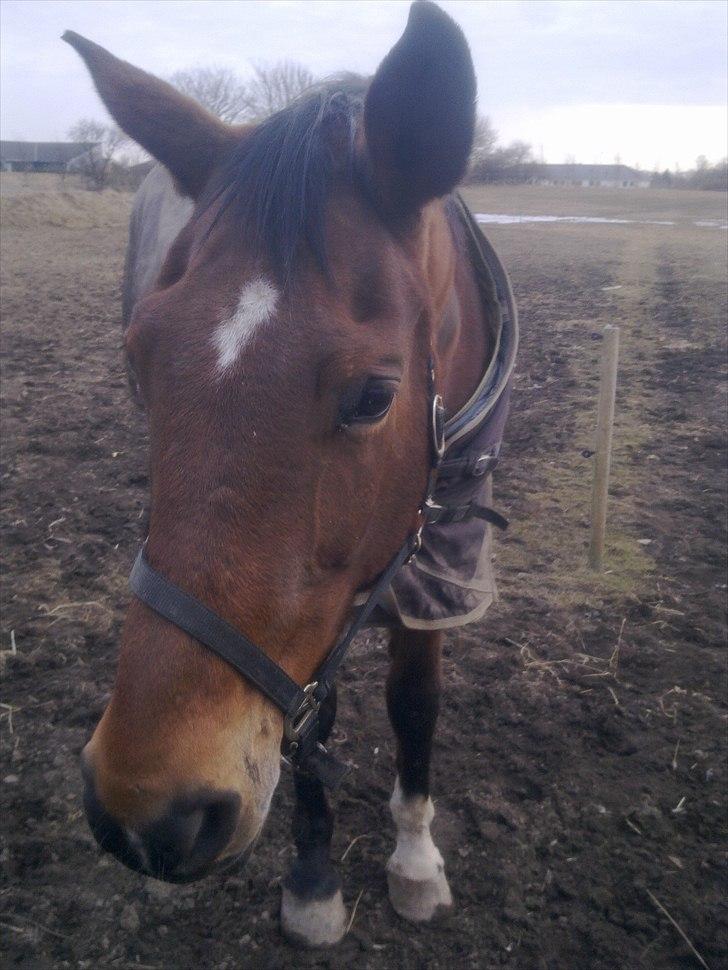 Dansk Varmblod Bellini - Smukke billede 7