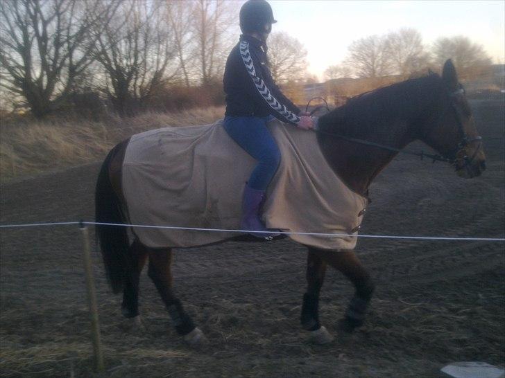 Dansk Varmblod Bellini - Mors Baby billede 8