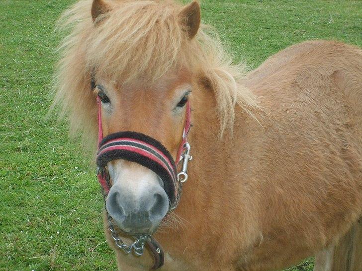Miniature Aprilla - en sød lille ven <3 billede 2