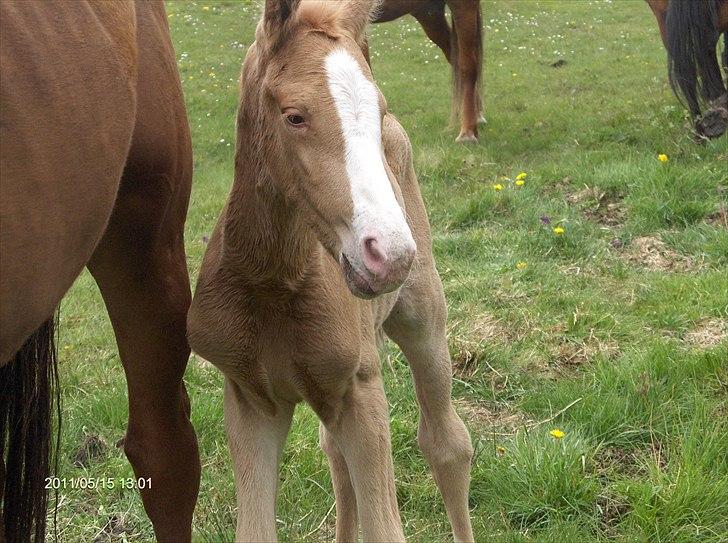 Palomino Golden Princess billede 1