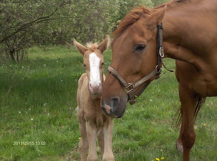 Palomino Golden Princess billede 2