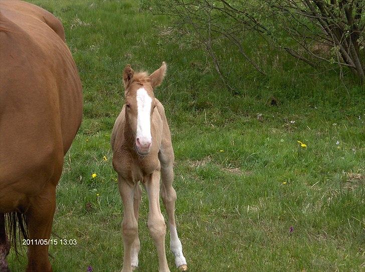 Palomino Golden Princess billede 3