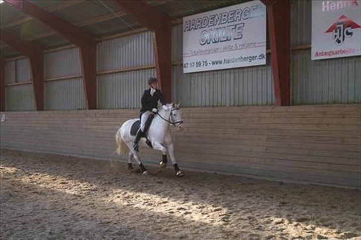 Welsh Cob (sec D) Funny billede 18