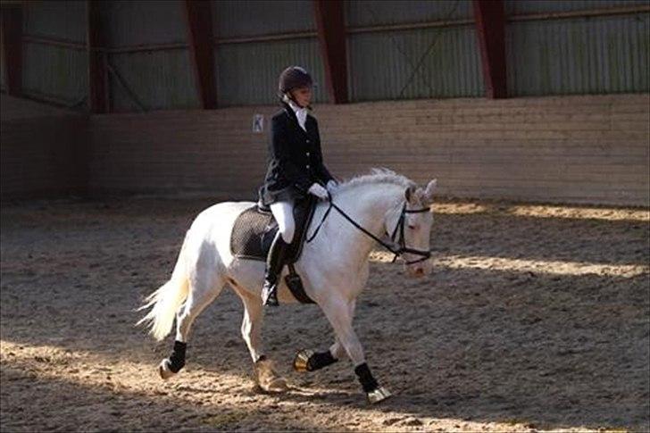 Welsh Cob (sec D) Funny billede 19