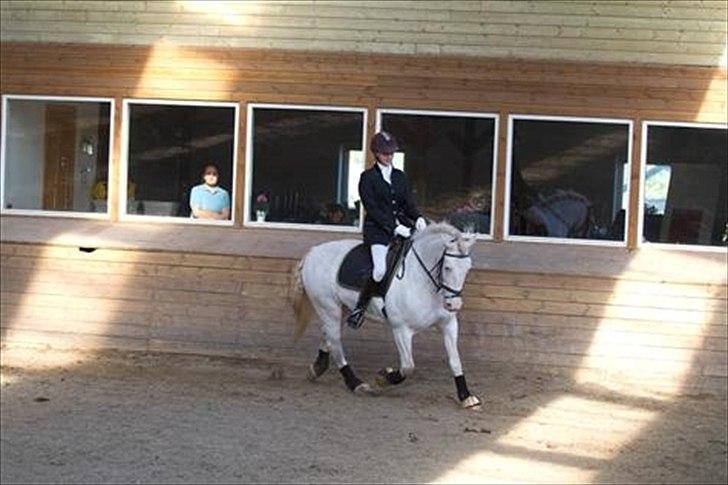 Welsh Cob (sec D) Funny billede 20