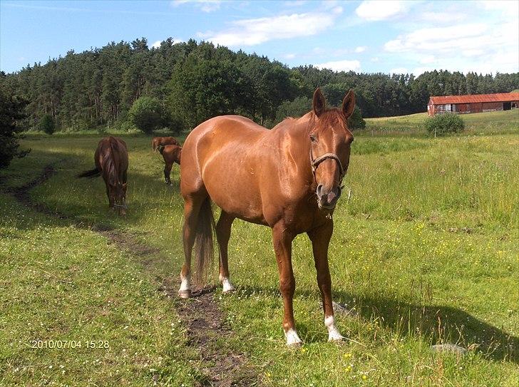 Hannoveraner wilburs Taita billede 1