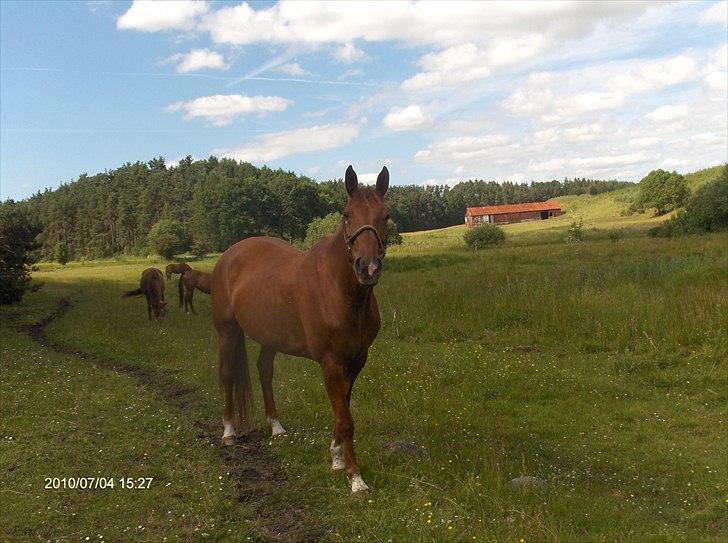 Hannoveraner wilburs Taita billede 2