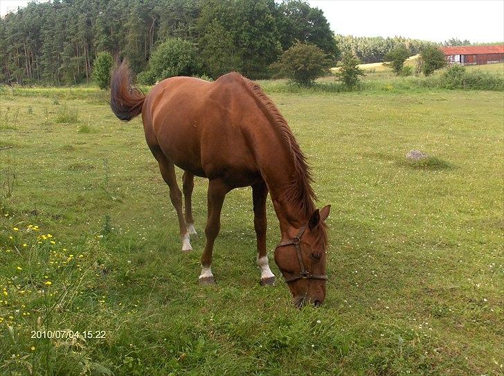 Hannoveraner wilburs Taita billede 3