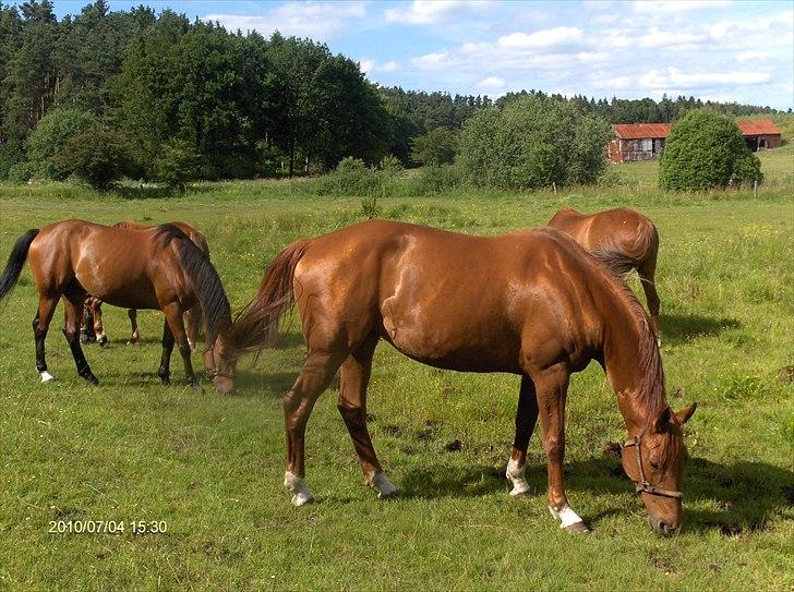 Hannoveraner wilburs Taita billede 4