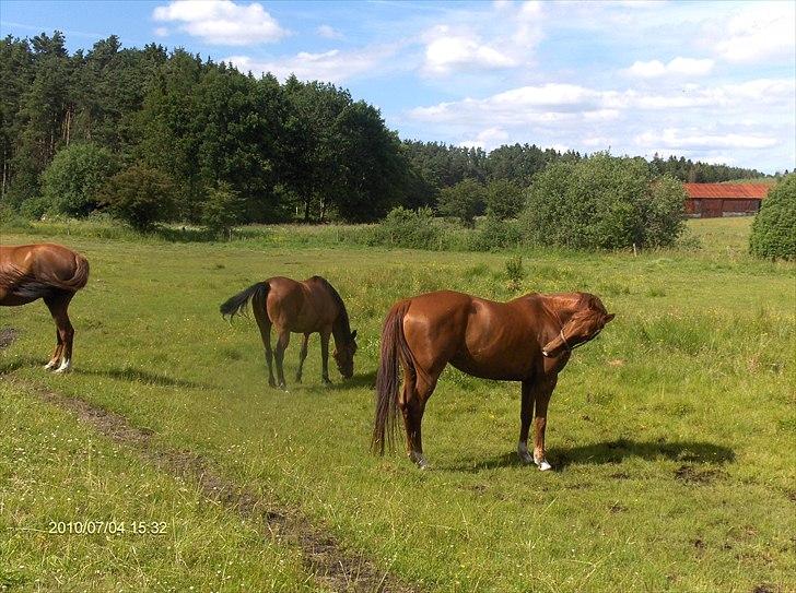 Hannoveraner wilburs Taita billede 5