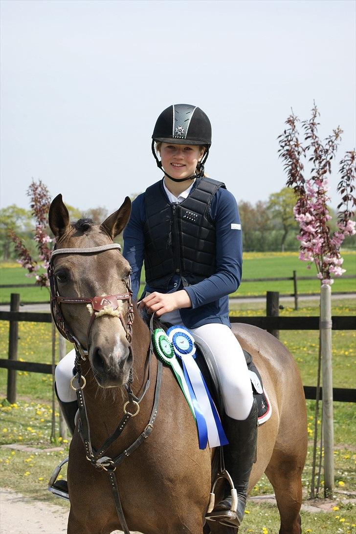 Hollandsk Sportspony Bassy billede 1