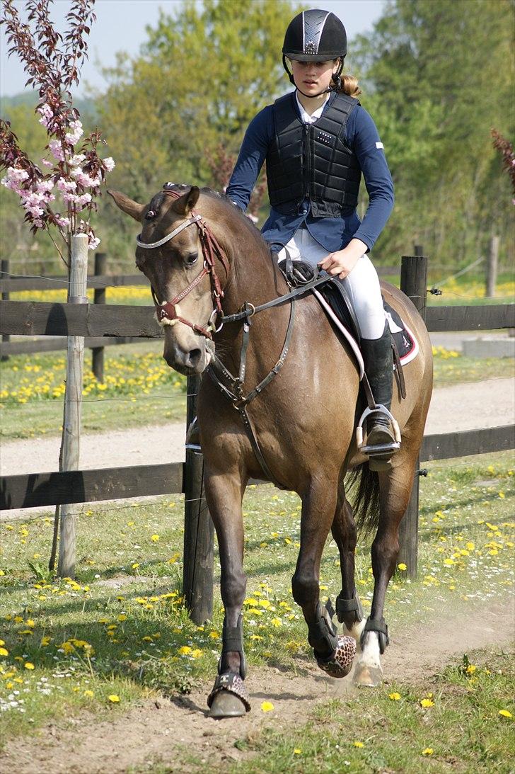 Hollandsk Sportspony Bassy billede 2