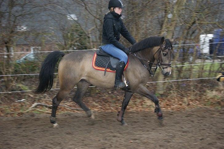 Hollandsk Sportspony Bassy billede 3