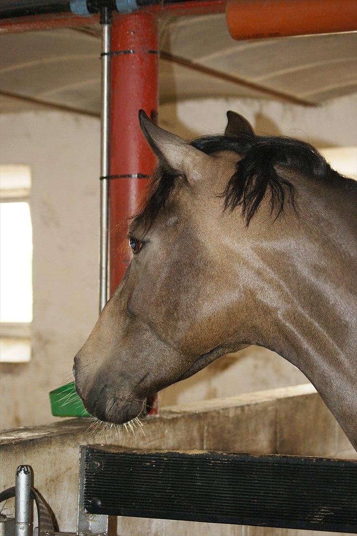 Hollandsk Sportspony Bassy billede 4