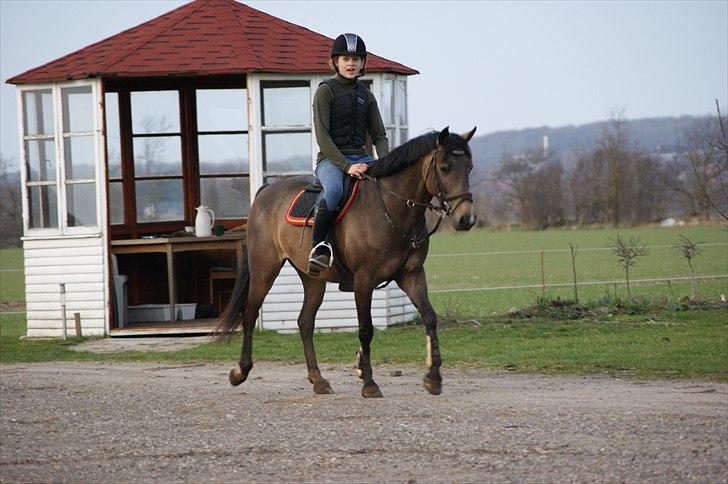 Hollandsk Sportspony Bassy billede 5