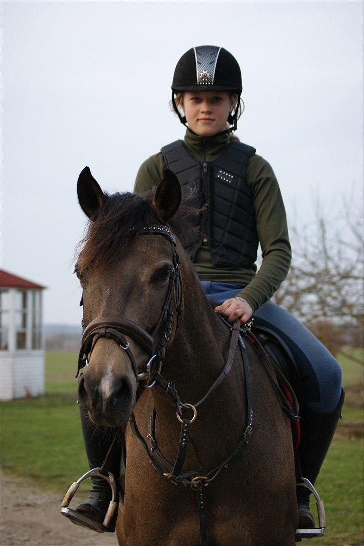 Hollandsk Sportspony Bassy billede 6