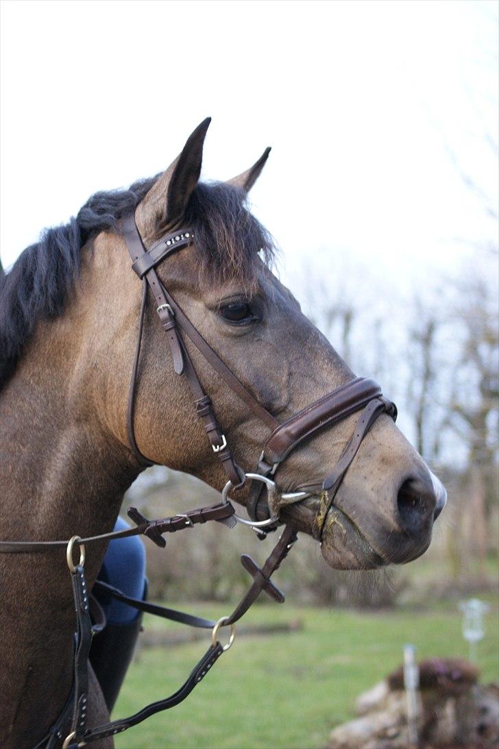 Hollandsk Sportspony Bassy billede 7