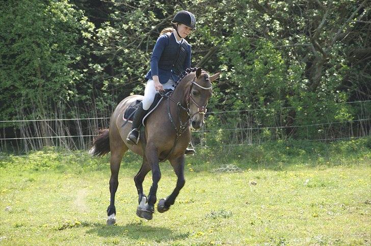 Hollandsk Sportspony Bassy billede 8