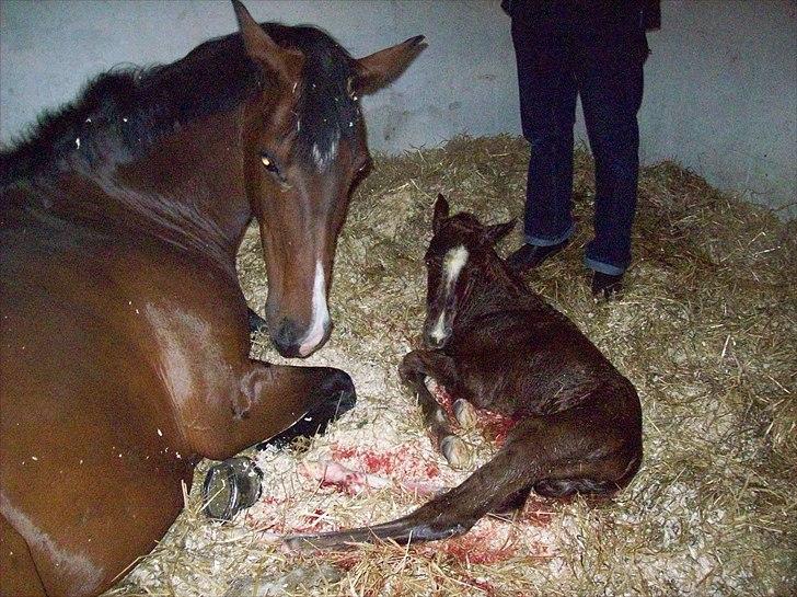 Dansk Varmblod Don-Vicardia billede 1