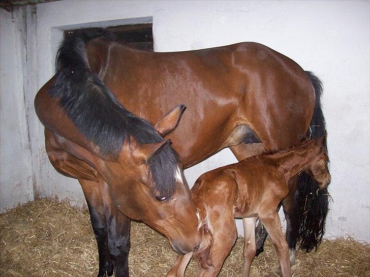 Dansk Varmblod Don-Vicardia billede 2