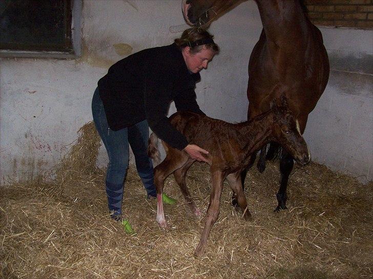 Dansk Varmblod Don-Vicardia billede 3