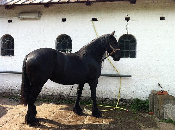 Anden særlig race Santana billede 2