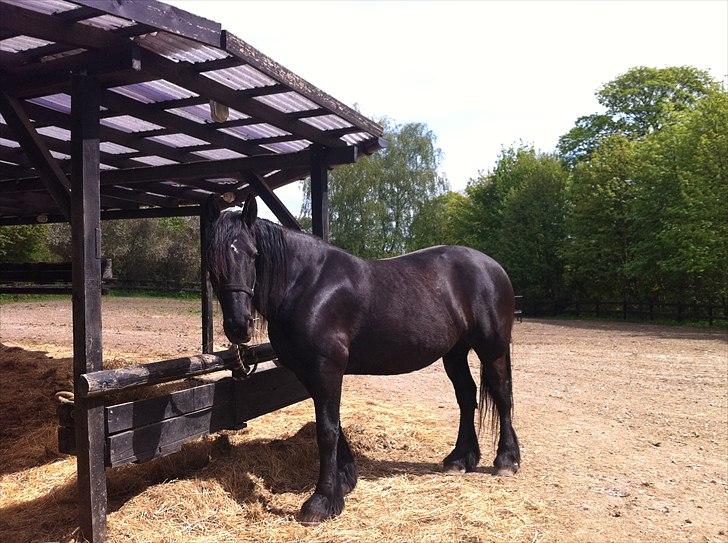 Anden særlig race Santana billede 3