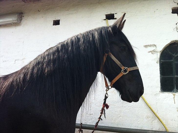 Anden særlig race Santana billede 4