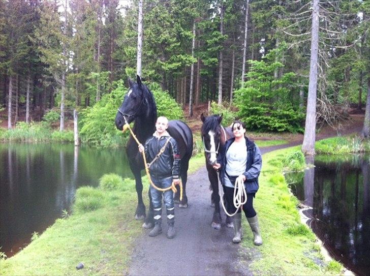 Anden særlig race Santana billede 5