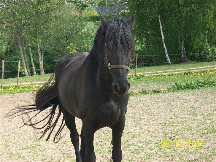 Frieser Lisa Zuidema R.I.P billede 8