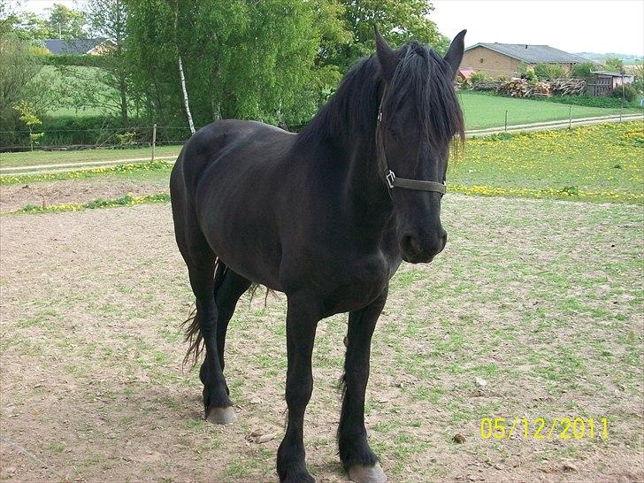 Frieser Lisa Zuidema R.I.P billede 9